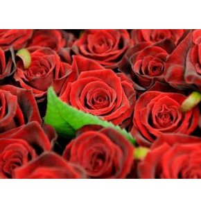 ΤΡΙΑΝΑΦΥΛΛΑ ΚΟΚΚΙΝΑ 70 εκ ROSEN  NATURES RED 